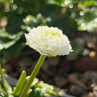 Ranunculus alpestris 'Flore pleno'